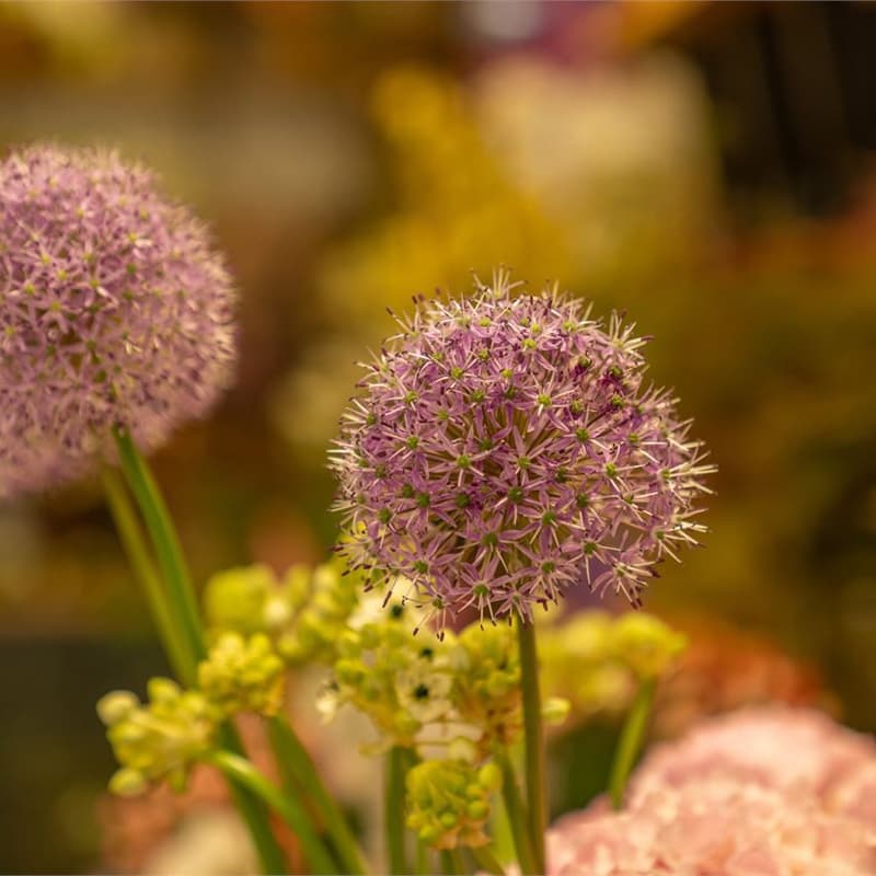 ¿Buscas una floristería en A Coruña?