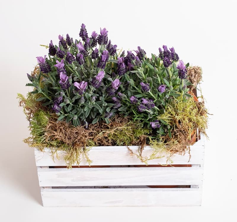 Otros detalles florales