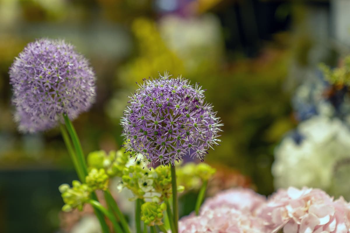 Trabajos de Flor de Abril en A Coruña